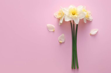 Renkli arkaplanda güzel nergisler