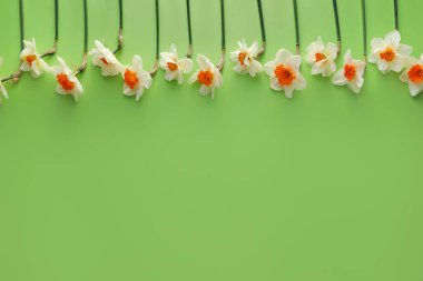 Renkli arkaplanda güzel nergisler