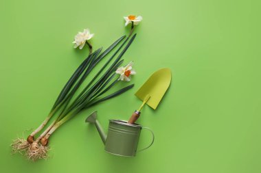 Güzel çiçek açan nergis bitkileri, su kovası ve renkli arka planda kürek.