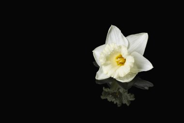 Koyu arkaplanda güzel narsisler