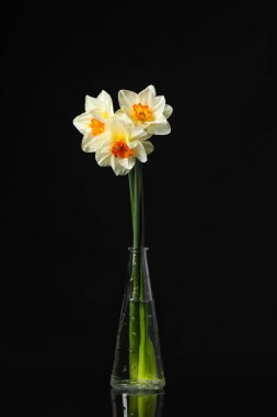 Koyu arkaplanda güzel nergisler olan bir vazo.