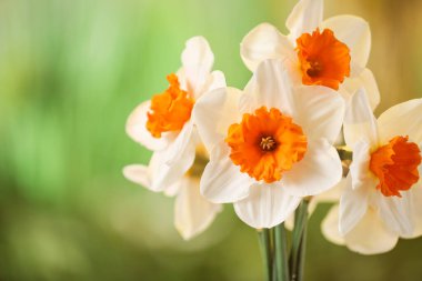 Güzel nergis çiçekleri açık havada, yakından.