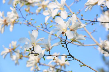 Gökyüzü arka planında çiçek açan manolya ağacı, yakın plan