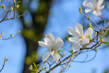Bahar günü çiçek açan manolya ağacı, yakın plan.