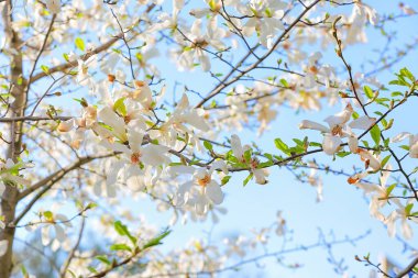 Gökyüzü arka planında çiçek açan manolya ağacı