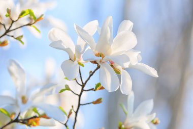 Bahar günü çiçek açan manolya ağacı, yakın plan.