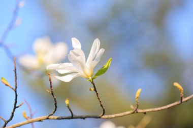 Bahar günü çiçek açan manolya ağacı