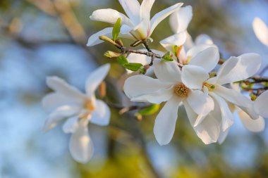Bahar günü çiçek açan manolya ağacı, yakın plan.