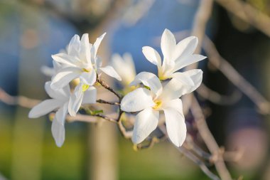 Bahar günü çiçek açan manolya ağacı, yakın plan.