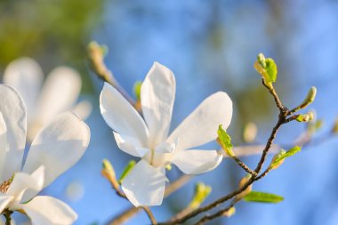 Bahar günü çiçek açan manolya ağacı, yakın plan.