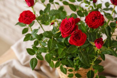 Masada güzel kırmızı güller, yakın plan.