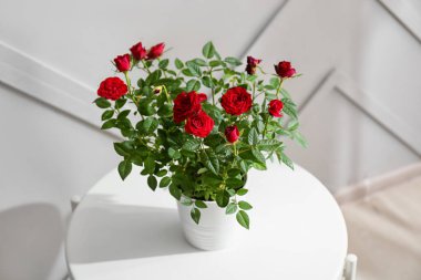 Işık duvarının yanındaki masada saksıda güzel kırmızı güller