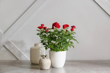 Tencerede güzel kırmızı güller ve açık arkaplanda dekor