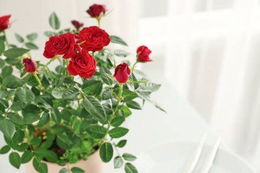 Evde güzel kırmızı güller, yakın plan.