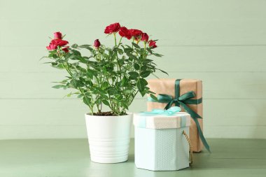 Tencerede güzel kırmızı güller ve renkli arka planda hediye kutuları