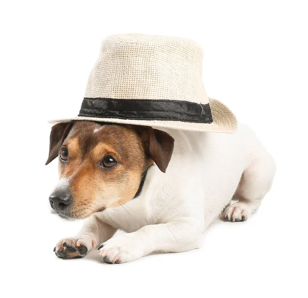 Cute Funny Dog Hat White Background — Stock Photo, Image