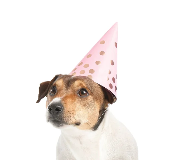 Cute Funny Dog Party Hat White Background — Stock Photo, Image
