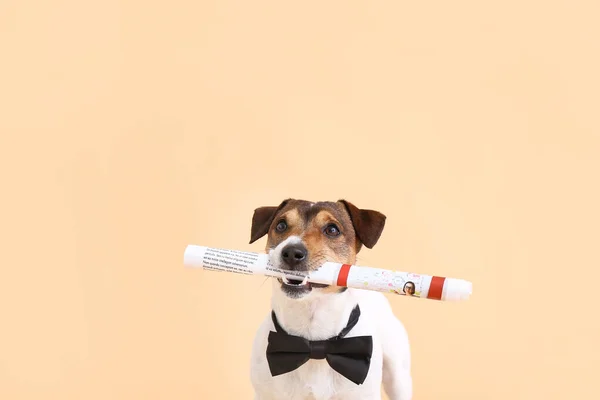 Lindo Perro Con Periódico Sobre Fondo Color — Foto de Stock