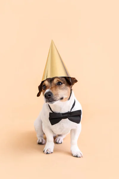 Söt Rolig Hund Part Hatt Färg Bakgrund — Stockfoto