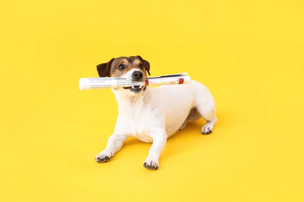 Cute Dog Newspaper Color Background — Stock Photo, Image