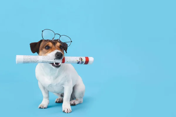 Cute Dog Newspaper Glasses Color Background — Stock Photo, Image