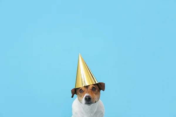 Cute Zabawny Pies Stożek Party Tle Koloru — Zdjęcie stockowe