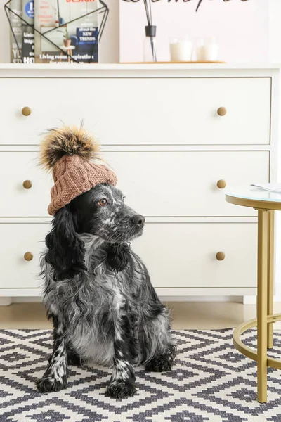Cute Dog Hat Home — Stock Photo, Image