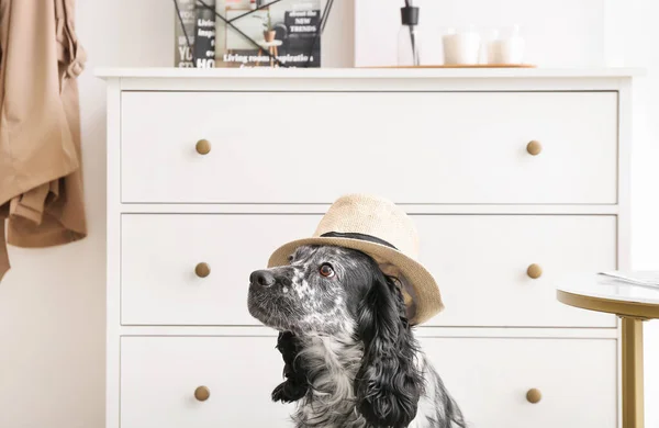 Cute Dog Hat Home — Stock Photo, Image