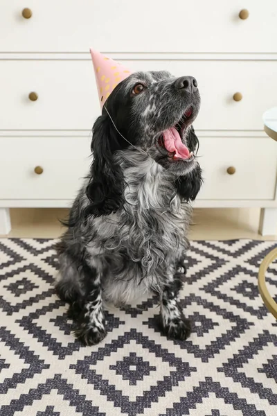 Cute Dog Party Cone Home — Stock Photo, Image