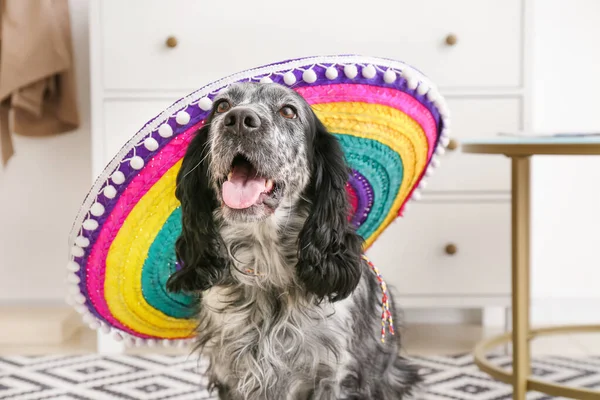 Cute Dog Sombrero Hat Home — Stock Photo, Image