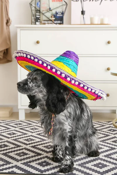 Söt Hund Sombrero Hatt Hemma — Stockfoto