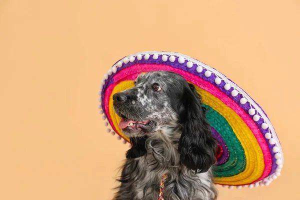 Χαριτωμένο Σκυλί Sombrero Καπέλο Στο Φόντο Χρώμα — Φωτογραφία Αρχείου