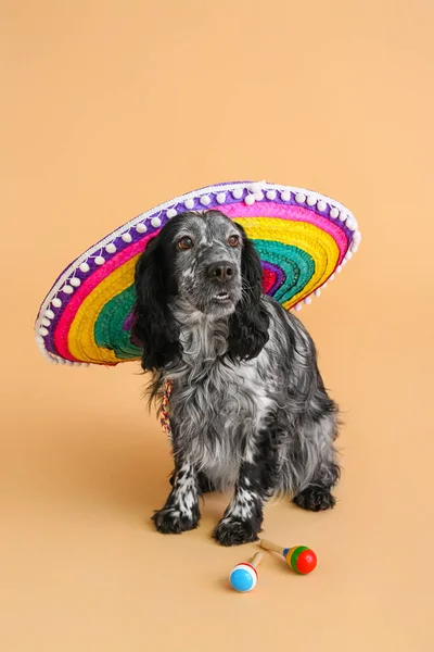 Söt Hund Sombrero Hatt Färg Bakgrund — Stockfoto