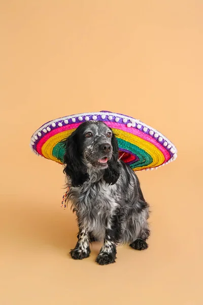 Söt Hund Sombrero Hatt Färg Bakgrund — Stockfoto