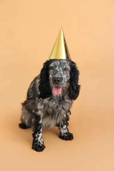 Cute Dog Party Cone Tle Koloru — Zdjęcie stockowe