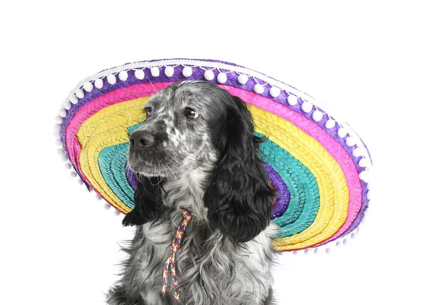 Χαριτωμένο Σκυλί Sombrero Καπέλο Λευκό Φόντο — Φωτογραφία Αρχείου