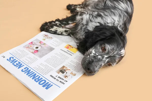 Cão Bonito Com Jornal Sobre Fundo Cor — Fotografia de Stock