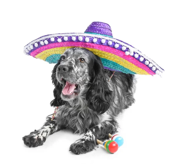 Cão Bonito Chapéu Sombrero Com Maracas Fundo Branco — Fotografia de Stock