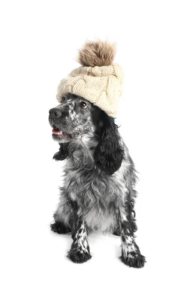 可愛いです犬で帽子で白い背景 — ストック写真