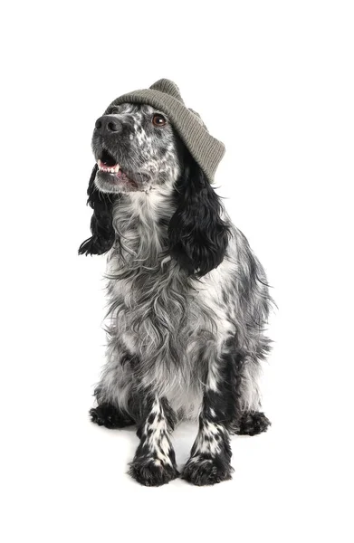 Lindo Perro Sombrero Sobre Fondo Blanco — Foto de Stock