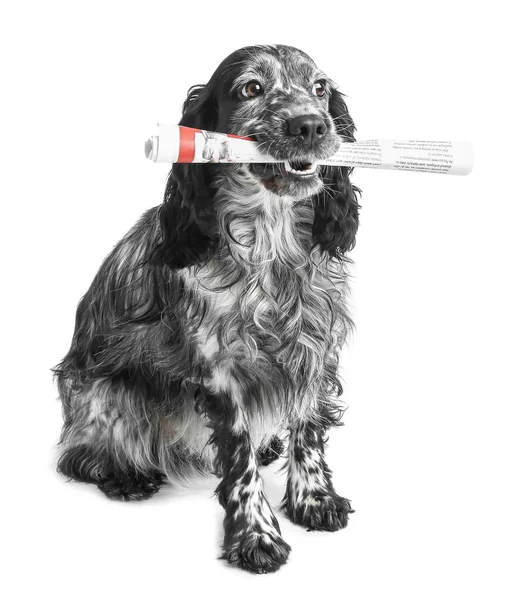 Roztomilý Pes Novinami Bílém Pozadí — Stock fotografie