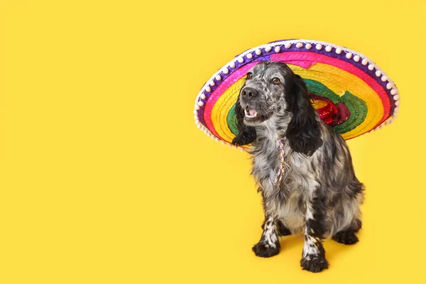 Söt Hund Sombrero Hatt Färg Bakgrund — Stockfoto