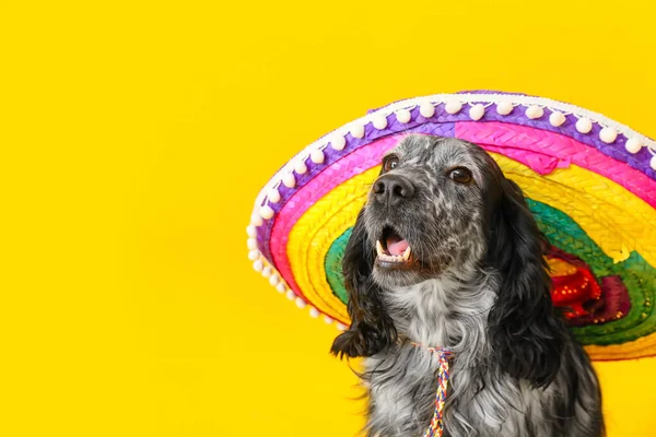 Söt Hund Sombrero Hatt Färg Bakgrund — Stockfoto
