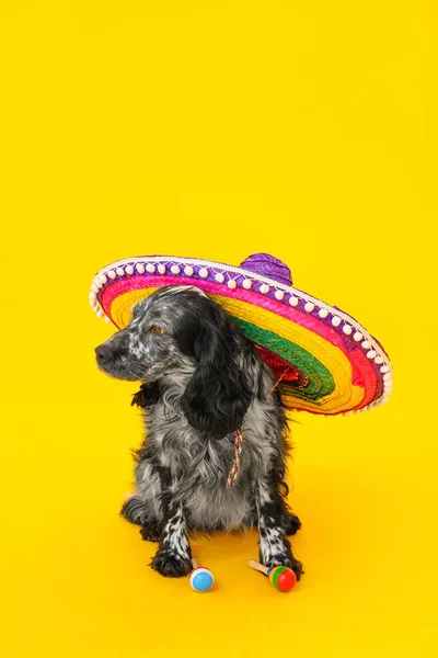 Mignon Chien Chapeau Sombrero Sur Fond Couleur — Photo