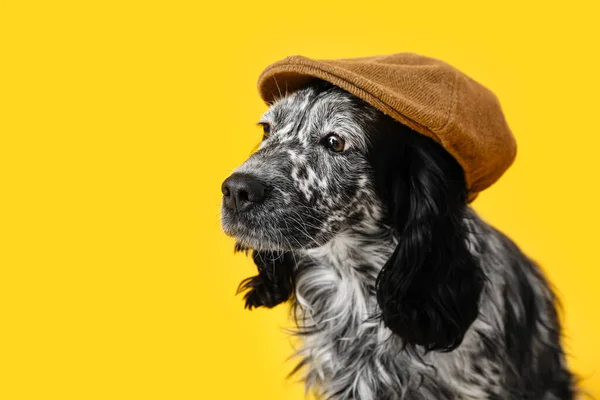Милая Собака Кепке Цветном Фоне — стоковое фото