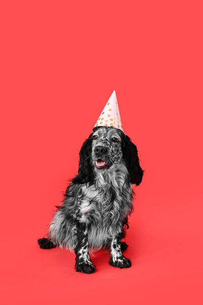 Cute dog in party cone on color background