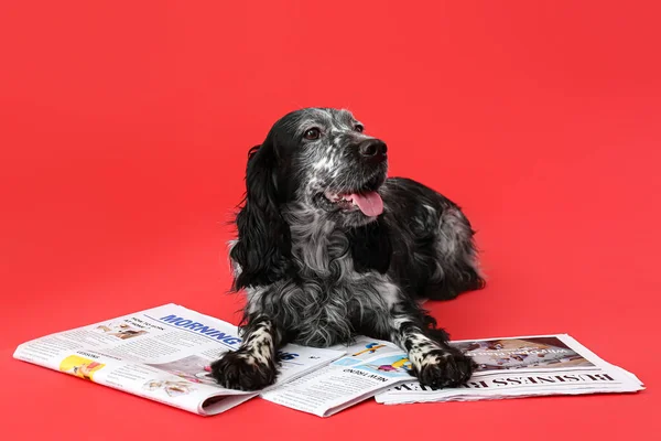 Cute Dog Newspaper Color Background — Stock Photo, Image