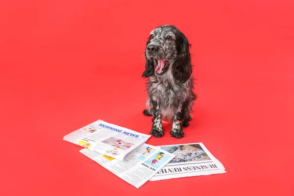 Cute Dog Newspaper Color Background — Stock Photo, Image