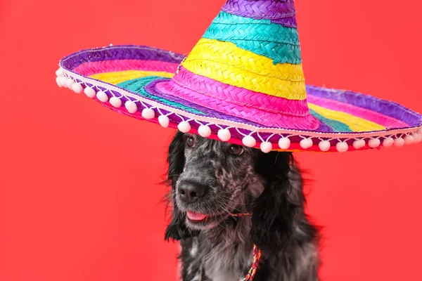 Χαριτωμένο Σκυλί Sombrero Καπέλο Στο Φόντο Χρώμα — Φωτογραφία Αρχείου
