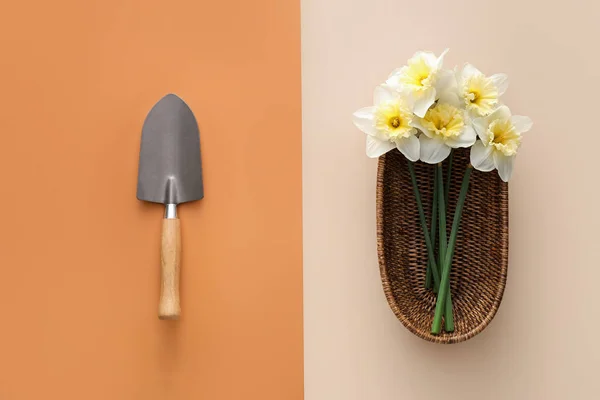 Shovel Basket Beautiful Daffodils Color Background — Stock Photo, Image